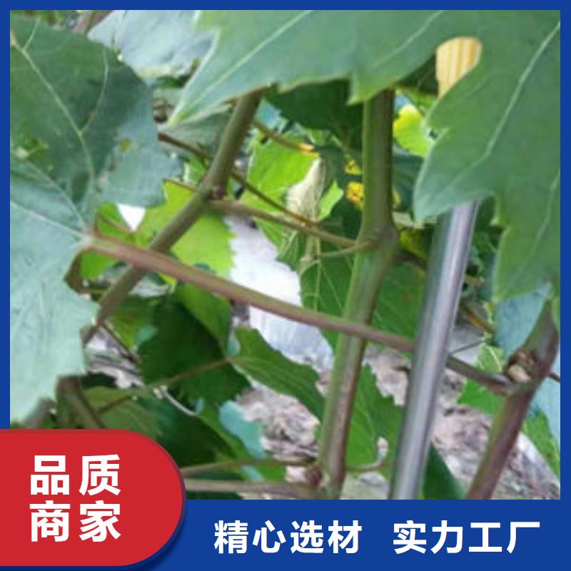 蓝莓苗视频-四川省阿坝市兴海蓝莓苗可服务区域马尔康|茂县|攀枝花|德阳|自贡|资阳等