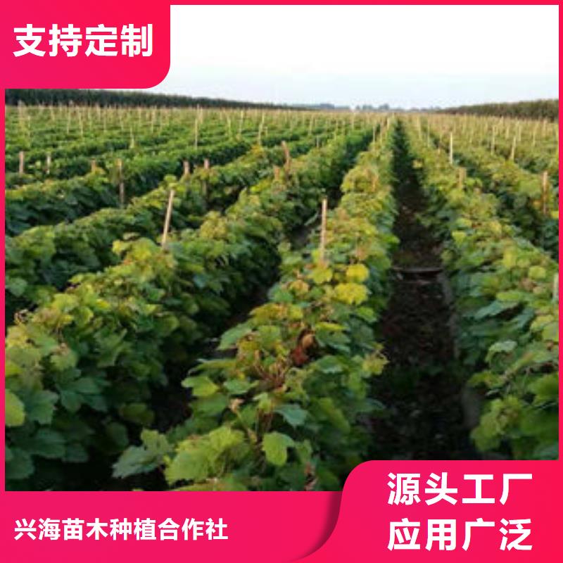 葡萄苗蓝莓苗用心做好细节