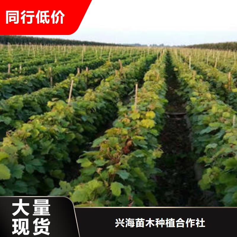 葡萄苗李子苗用心制造