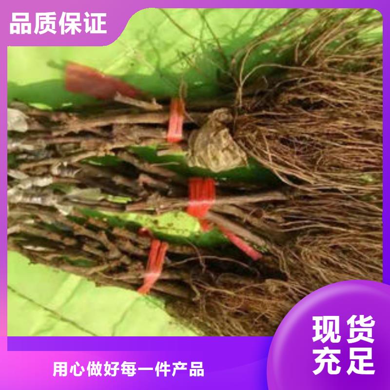 葡萄苗李子苗用心制造