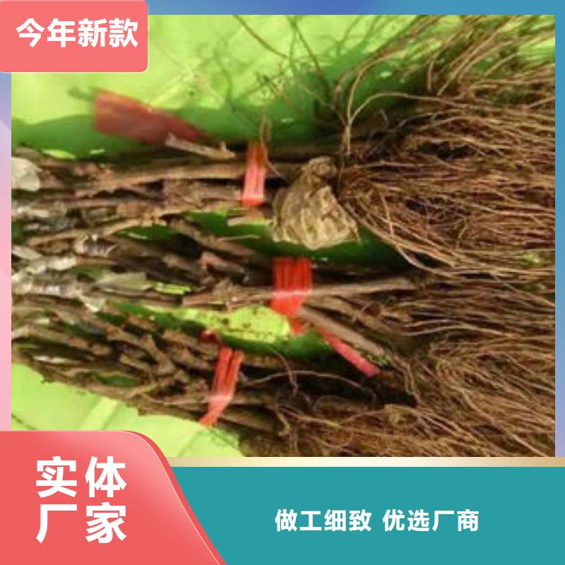 葡萄苗桃树苗款式新颖