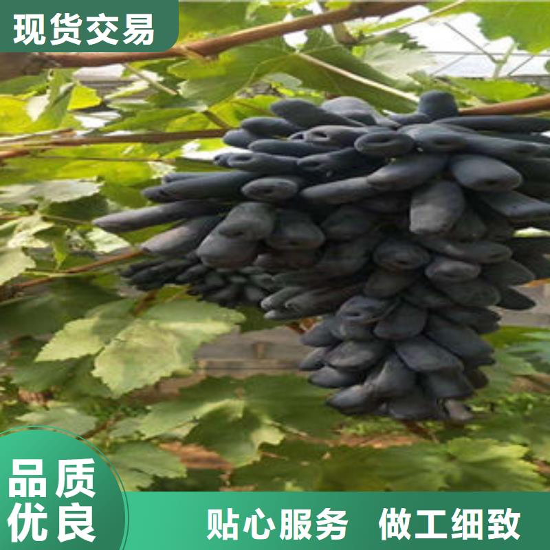 蓝莓苗-视频-沙|公安|黄石|咸宁|黄冈|鄂州|武汉|孝感|荆门兴海蓝莓苗_ 兴海苗木种植社(荆州市分公司)
