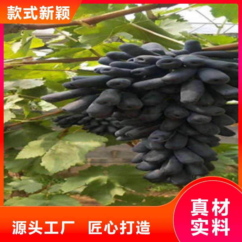 葡萄苗-板栗苗工艺精细质保长久