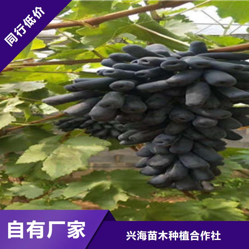葡萄苗核桃苗随心所欲定制