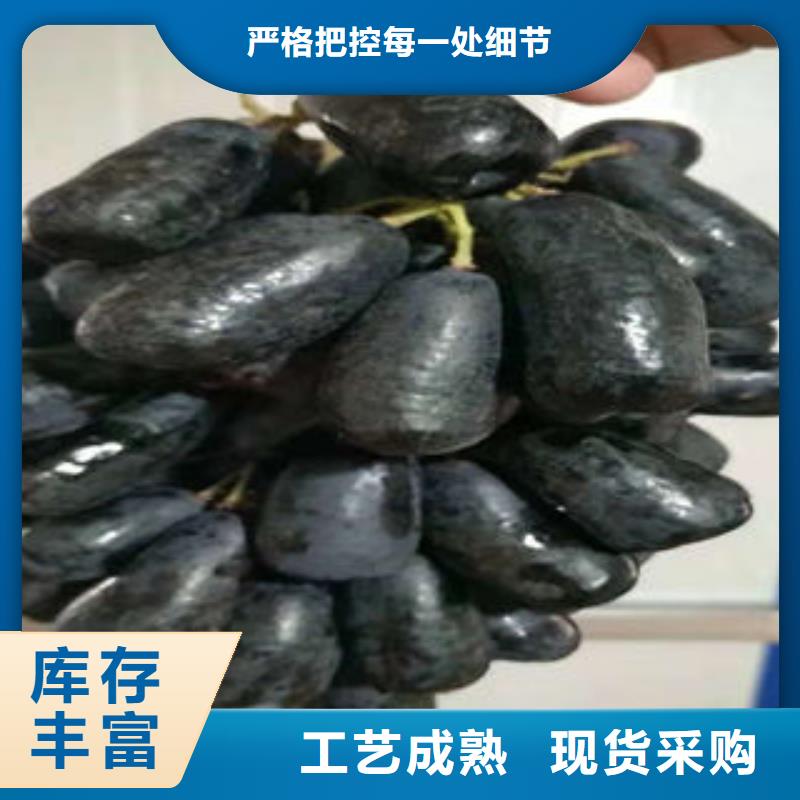 葡萄苗-板栗苗工艺精细质保长久