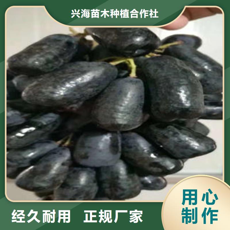 葡萄苗_梨树苗今日新品