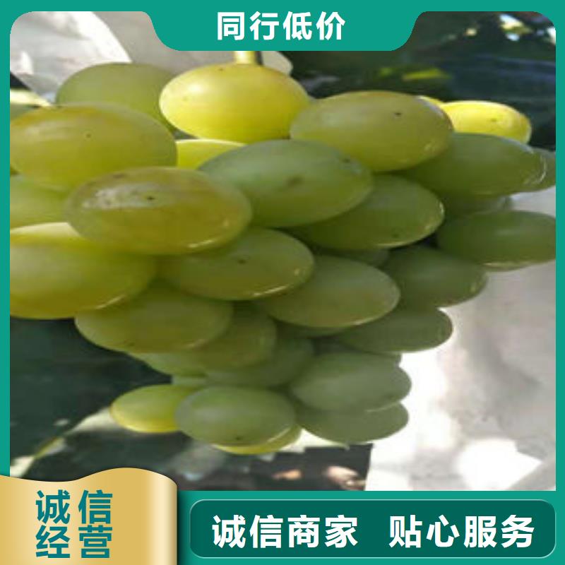 葡萄苗-板栗苗工艺精细质保长久