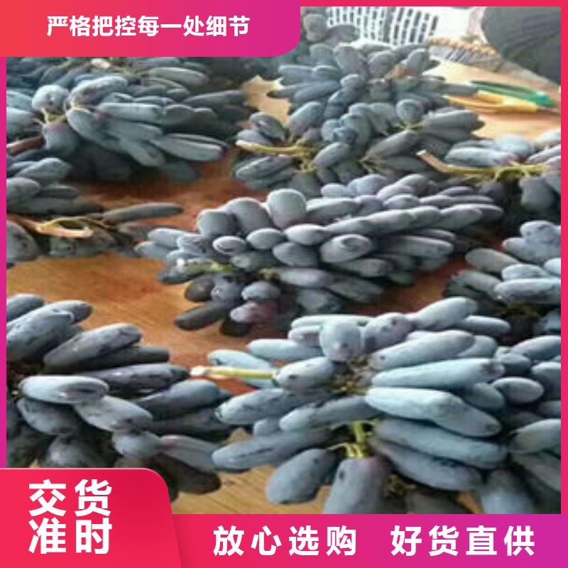 葡萄苗核桃苗随心所欲定制