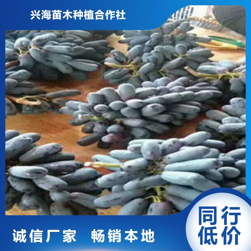 蓝莓苗视频-四川省阿坝市兴海蓝莓苗可服务区域马尔康|茂县|攀枝花|德阳|自贡|资阳等