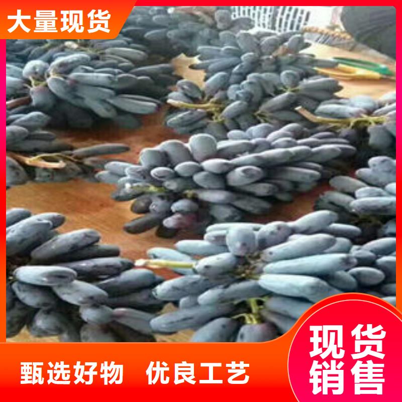 蓝莓苗-视频-青海省海南市|玉树|西宁|果洛|海北|海东|黄南蓝莓苗-兴海