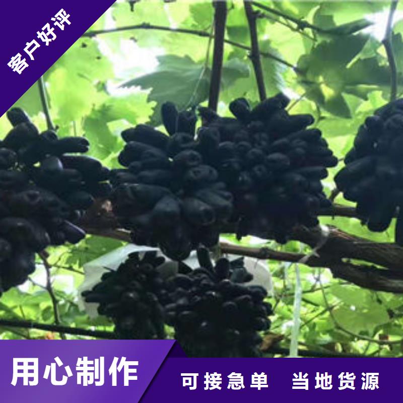 葡萄苗核桃苗随心所欲定制