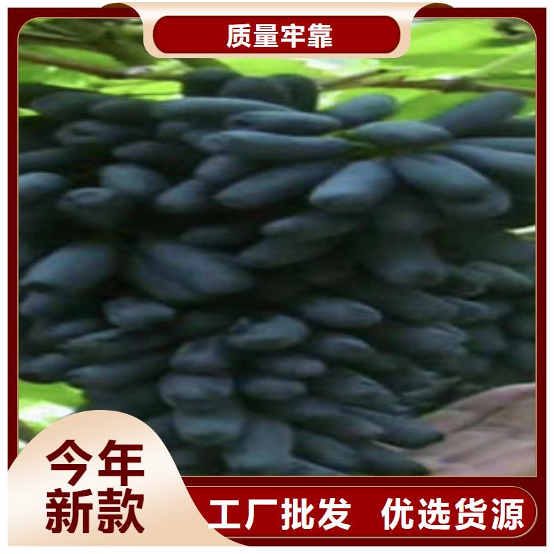 葡萄苗-板栗苗工艺精细质保长久