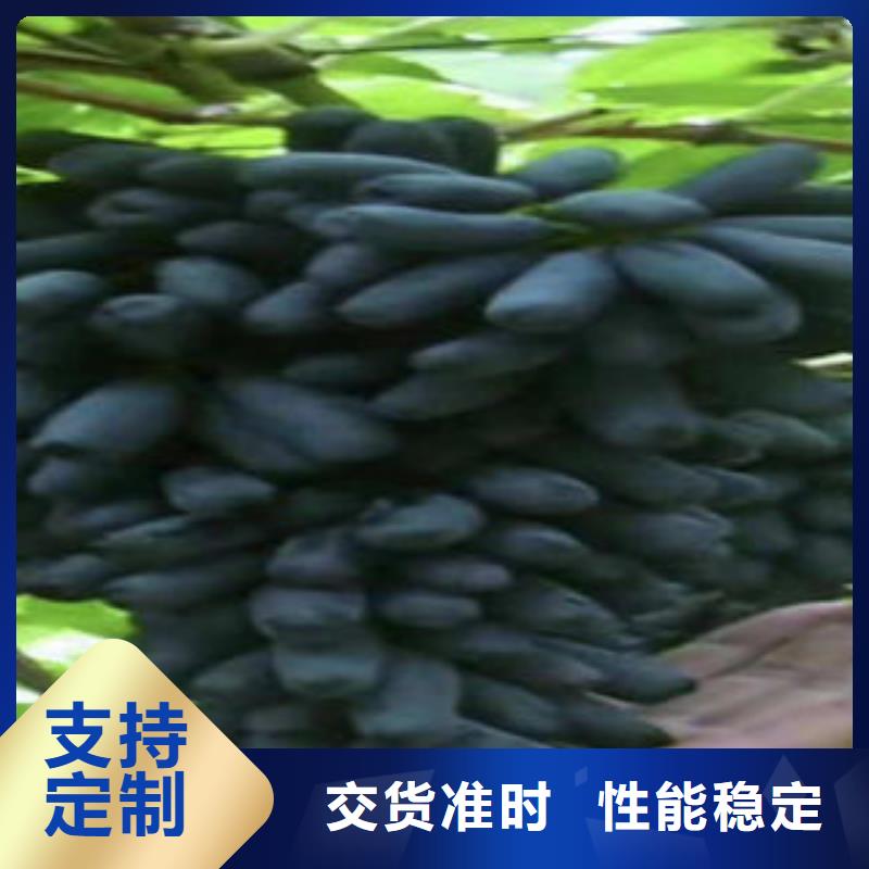 葡萄苗-板栗苗工艺精细质保长久
