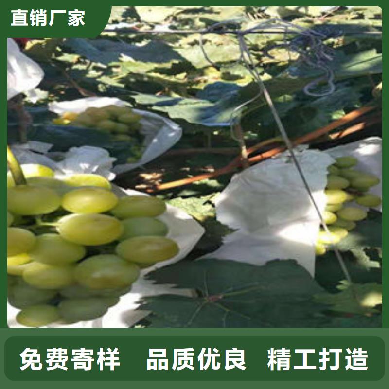 葡萄苗李子苗用心制造