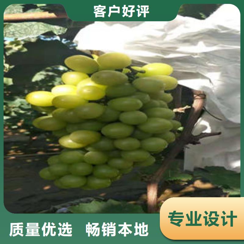 葡萄苗-板栗苗工艺精细质保长久