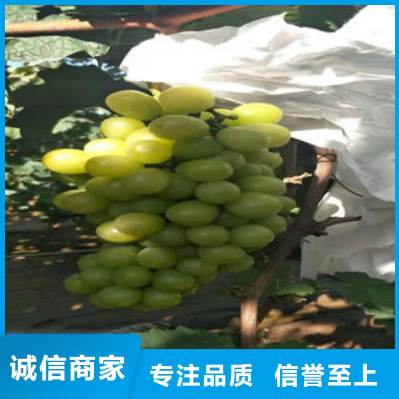 葡萄苗蓝莓苗价格公道合理