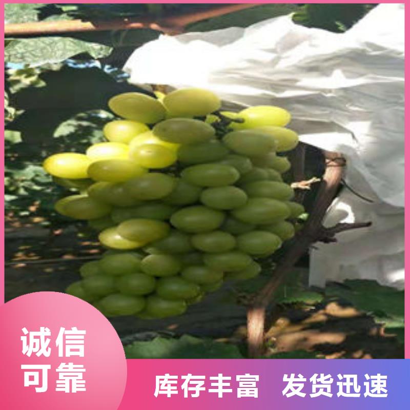 葡萄苗核桃苗随心所欲定制
