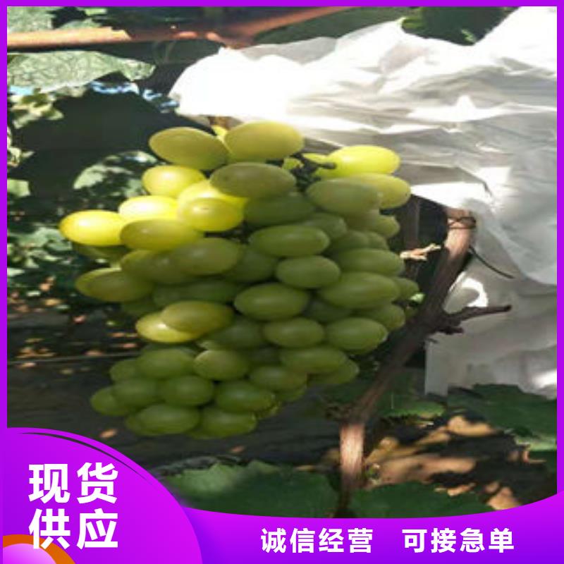 蓝莓苗-视频-青海省海南市|玉树|西宁|果洛|海北|海东|黄南蓝莓苗-兴海