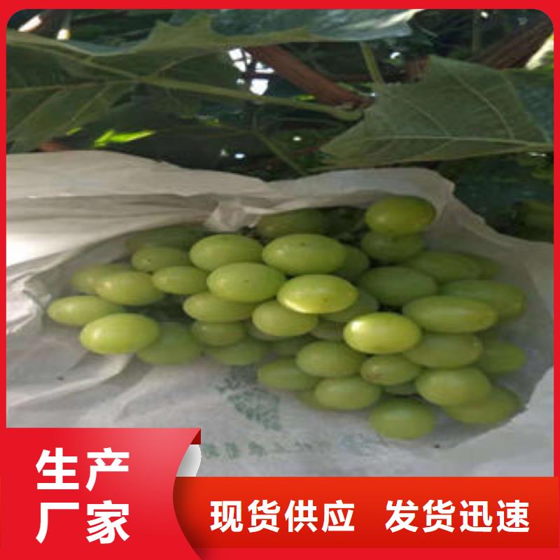 葡萄苗核桃苗随心所欲定制