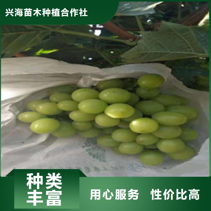 蓝莓苗-视频-青海省海南市|玉树|西宁|果洛|海北|海东|黄南蓝莓苗-兴海