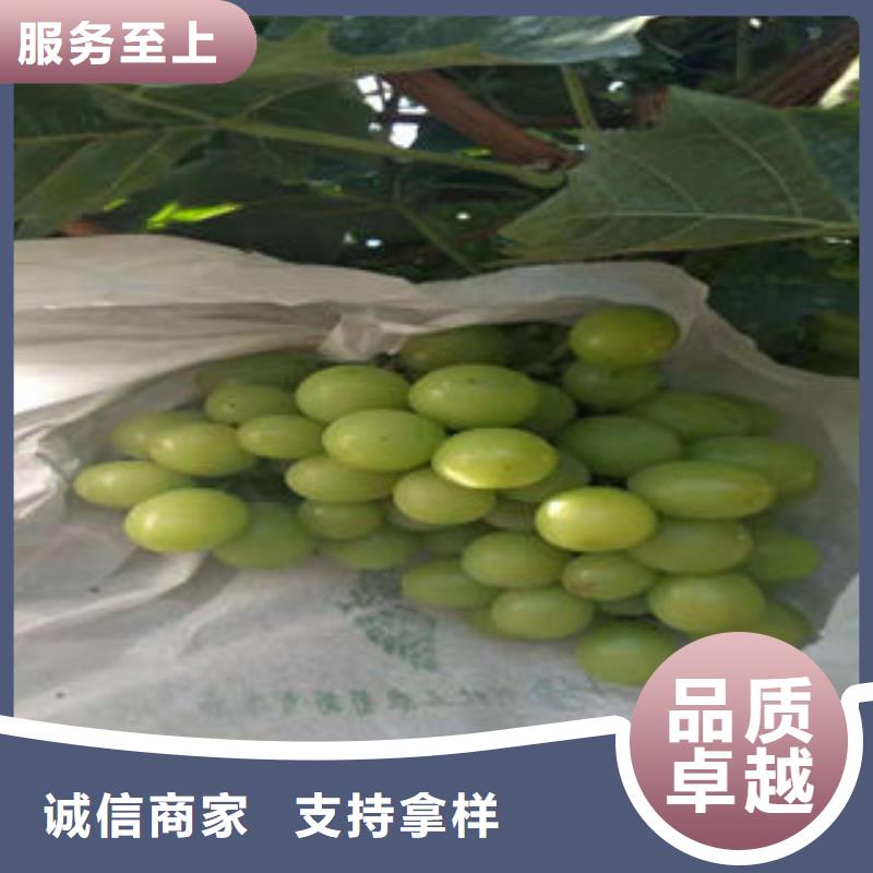 葡萄苗-板栗苗工艺精细质保长久