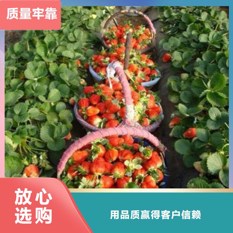 蓝莓苗-视频-昭通市蓝莓苗-(本土)可服务区域昭阳|水富|楚雄|玉溪|保山|迪庆