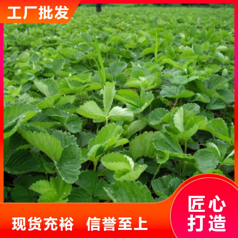 草莓苗核桃苗品质商家
