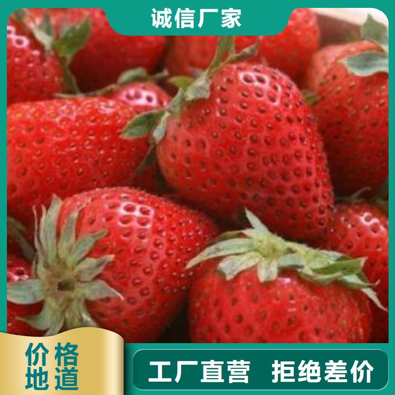 蓝莓苗视频-江苏省扬州市|仪征|广陵|淮安|镇江|连云港|苏州|宿迁|南通|无锡蓝莓苗-兴海