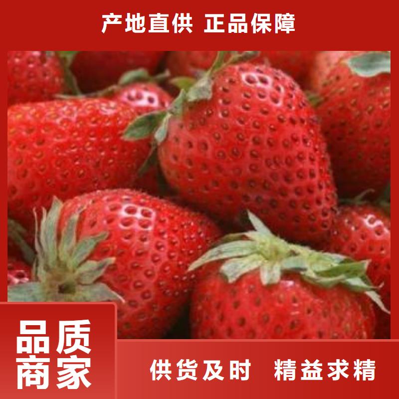 蓝莓苗-视频-蓝莓苗-兴海苗木种植社(盘锦市分公司)服务区域大洼|盘山|沈阳|辽阳|丹东|鞍山|抚顺|本溪|大连