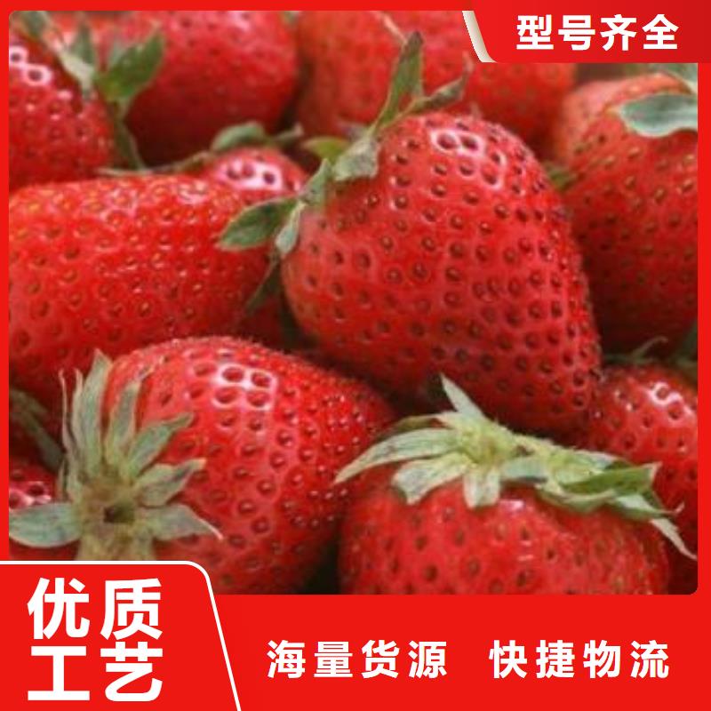 蓝莓苗-视频-昭通市蓝莓苗-(本土)可服务区域昭阳|水富|楚雄|玉溪|保山|迪庆