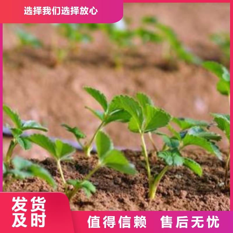 蓝莓苗-视频-蓝莓苗-兴海苗木种植社(盘锦市分公司)服务区域大洼|盘山|沈阳|辽阳|丹东|鞍山|抚顺|本溪|大连