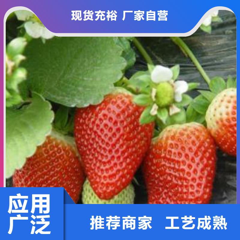 草莓苗蓝莓苗快速发货