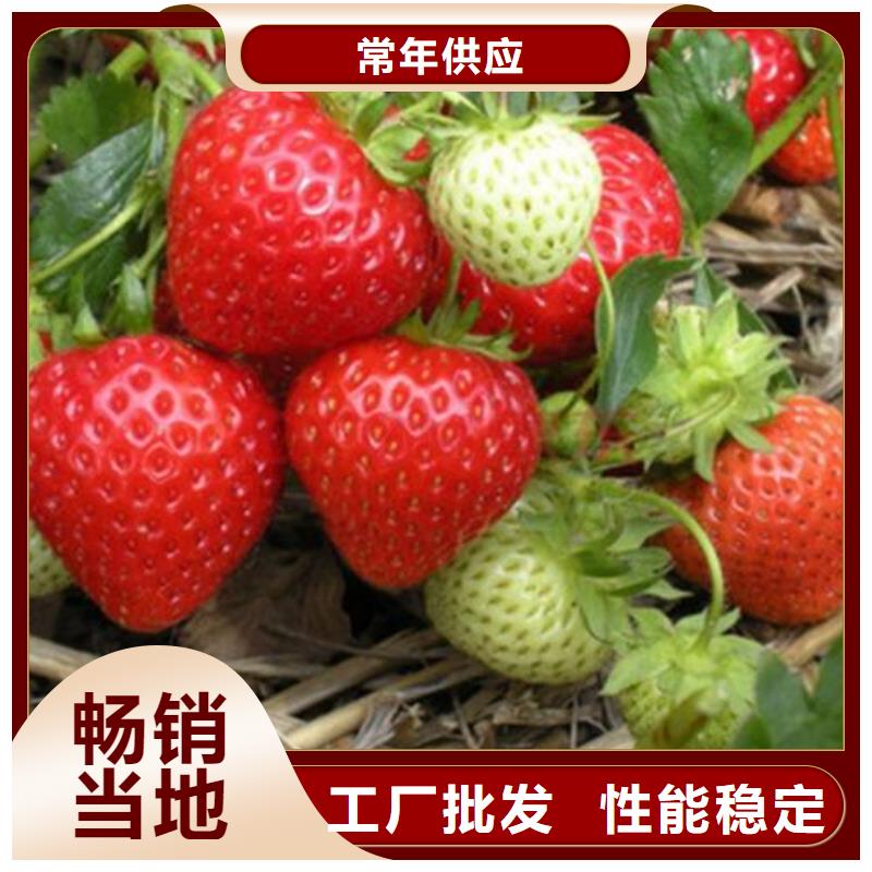 草莓苗,桃树苗厂家拥有先进的设备