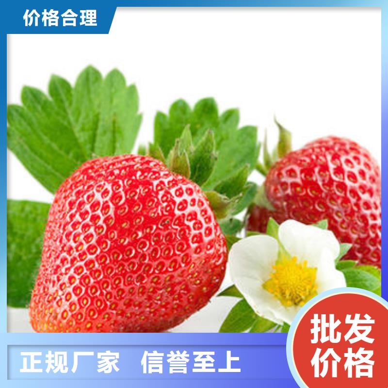 草莓苗板栗苗海量库存