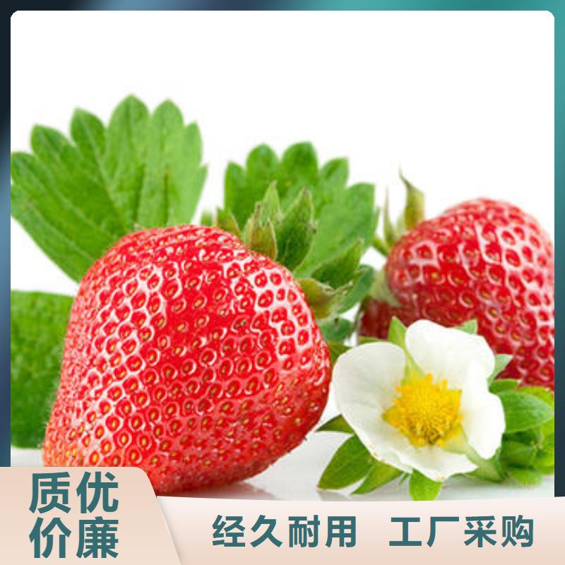 【草莓苗】_板栗苗精心打造