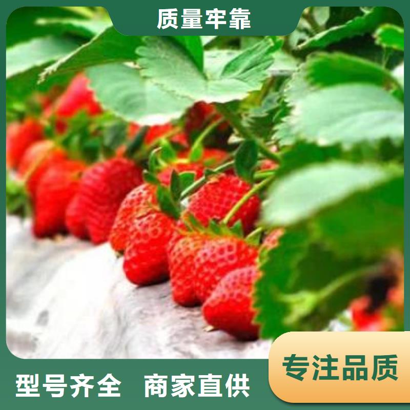 蓝莓苗-视频-蓝莓苗-兴海苗木种植社(盘锦市分公司)服务区域大洼|盘山|沈阳|辽阳|丹东|鞍山|抚顺|本溪|大连