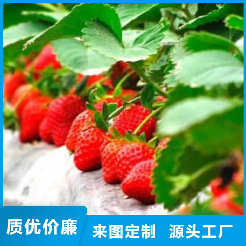 草莓苗板栗苗信誉有保证