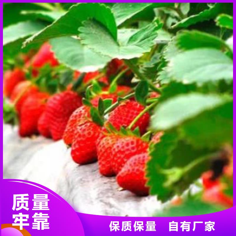 蓝莓苗-视频-昭通市蓝莓苗-(本土)可服务区域昭阳|水富|楚雄|玉溪|保山|迪庆
