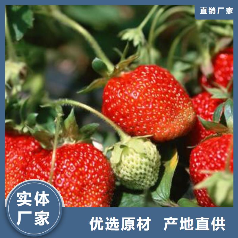 草莓苗核桃苗品质商家