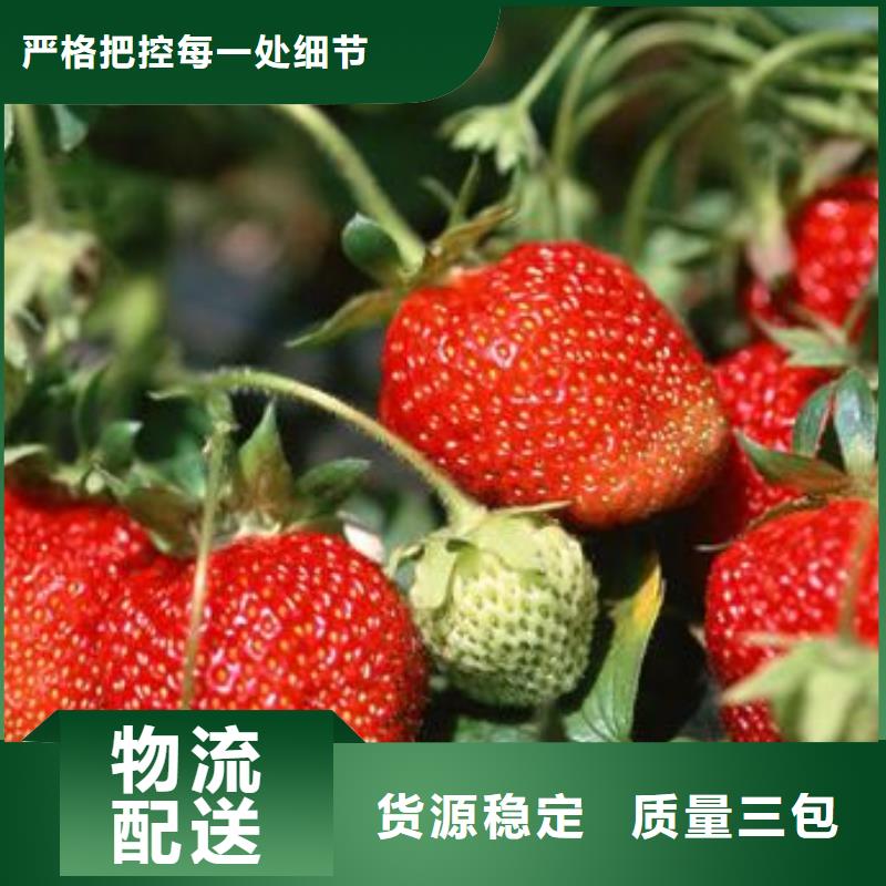 蓝莓苗-视频-蓝莓苗-兴海苗木种植社(盘锦市分公司)服务区域大洼|盘山|沈阳|辽阳|丹东|鞍山|抚顺|本溪|大连