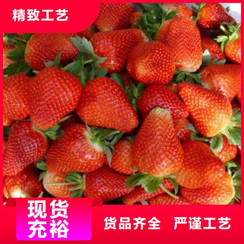 草莓苗蓝莓苗生产厂家