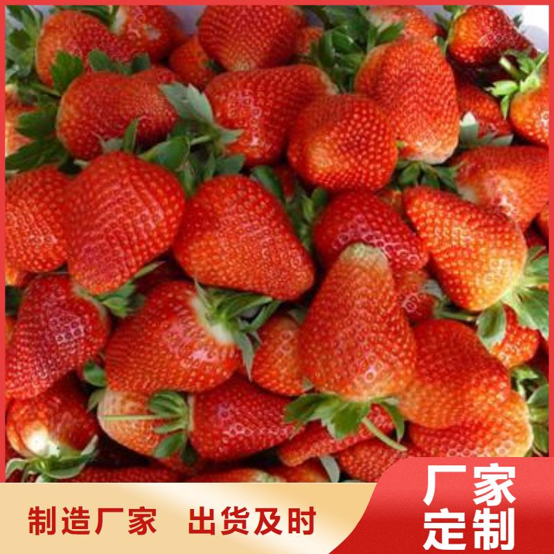 【草莓苗】_板栗苗精心打造
