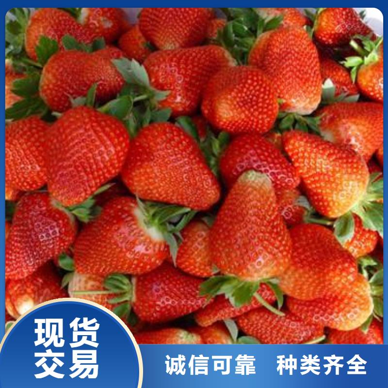 蓝莓苗-视频-蓝莓苗-兴海苗木种植社(盘锦市分公司)服务区域大洼|盘山|沈阳|辽阳|丹东|鞍山|抚顺|本溪|大连