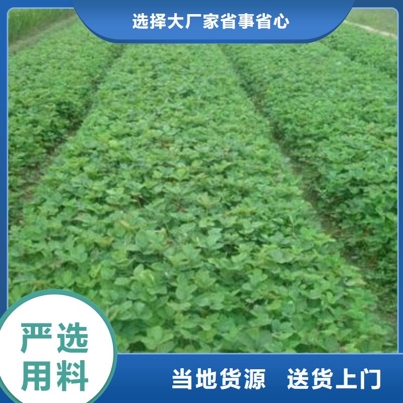 草莓苗,桃树苗厂家拥有先进的设备