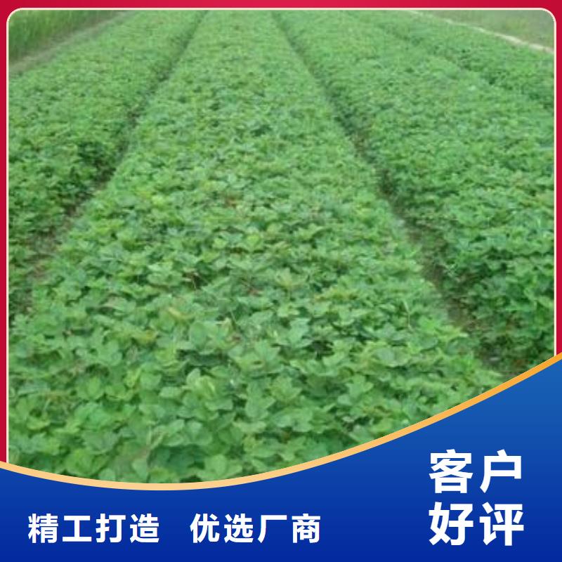 蓝莓苗视频-江苏省扬州市|仪征|广陵|淮安|镇江|连云港|苏州|宿迁|南通|无锡蓝莓苗-兴海