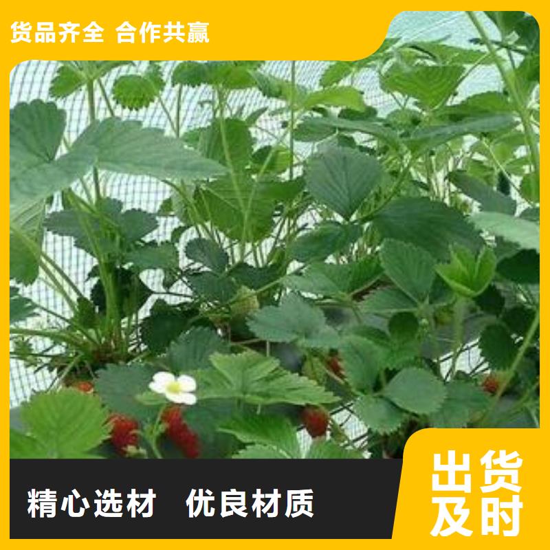 蓝莓苗视频-江苏省扬州市|仪征|广陵|淮安|镇江|连云港|苏州|宿迁|南通|无锡蓝莓苗-兴海
