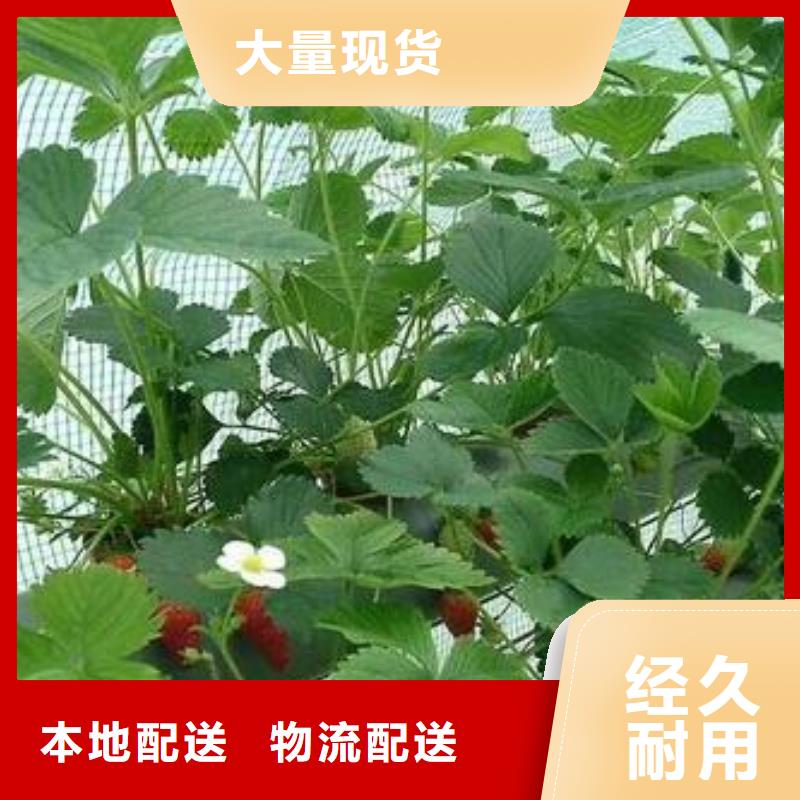 草莓苗核桃苗品质商家