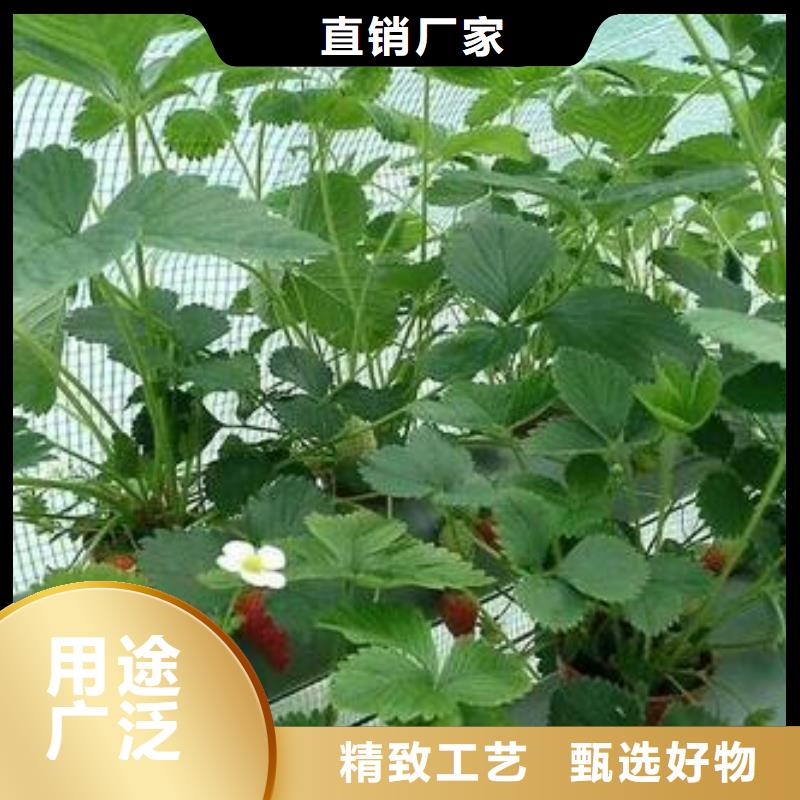 草莓苗板栗苗海量库存