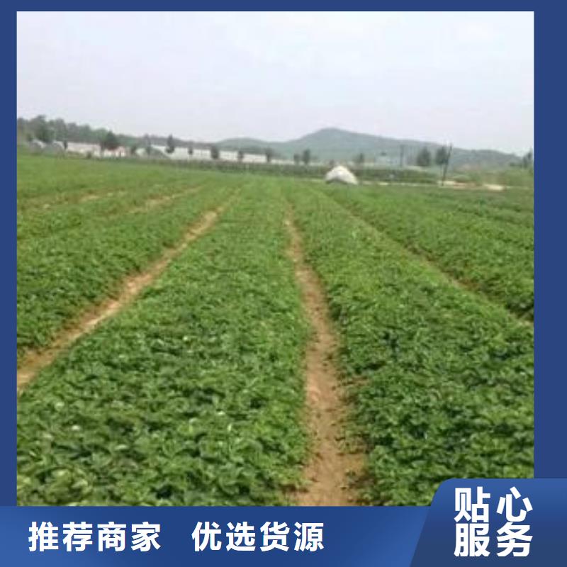 蓝莓苗视频-江苏省扬州市|仪征|广陵|淮安|镇江|连云港|苏州|宿迁|南通|无锡蓝莓苗-兴海