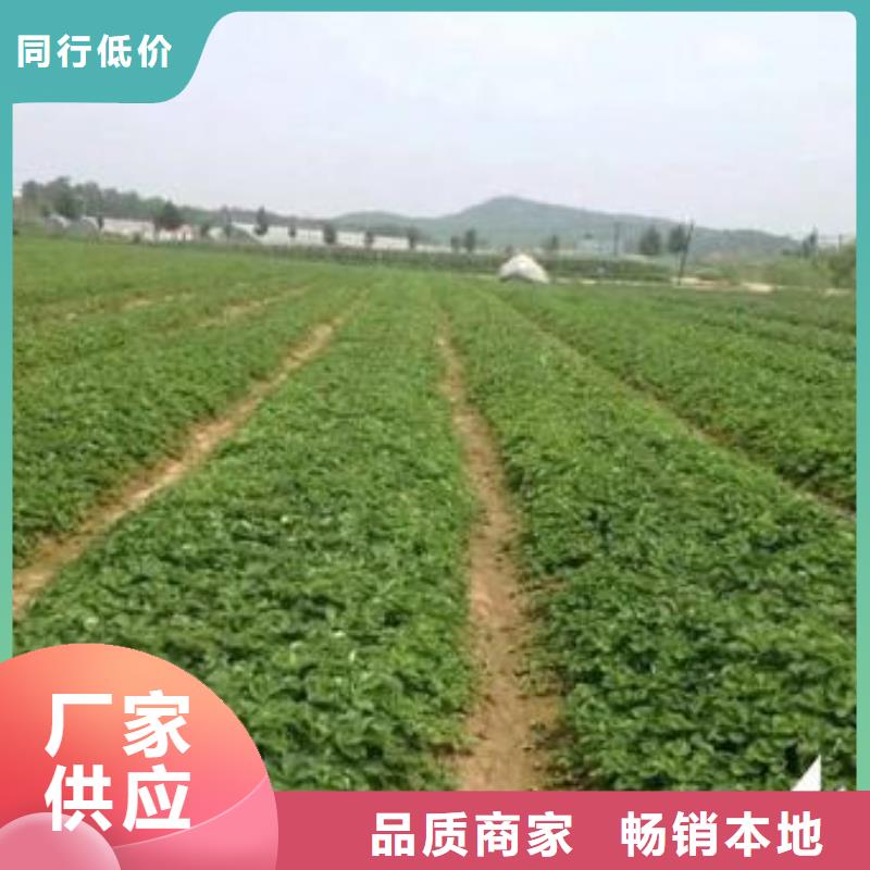 草莓苗板栗苗海量库存